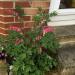 Perene: Dicentra spectabilis - Devojacko srce , slika2